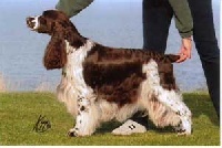 Étalon English Springer Spaniel - CH. Calvdale Call off the search