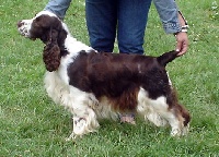 Étalon English Springer Spaniel - CH. eastriding Chic