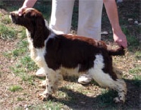 Étalon English Springer Spaniel - Last April Blind date