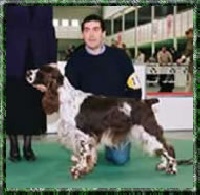Étalon English Springer Spaniel - CH. Calvdale Marshall law