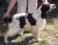 Étalon English Springer Spaniel - Last April Boig per tu