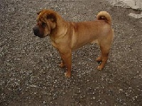Étalon Shar Pei - Lolita i dragoni orientali