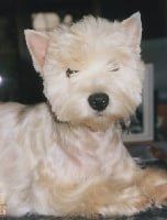 Étalon West Highland White Terrier - Pearl du moulin de poëlay