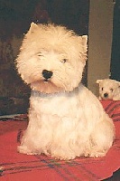 Étalon West Highland White Terrier - CH. Jordan du domaine du Bois Colin