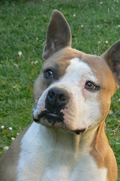 Pititon's Veneration girl