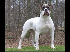 shetan bulls Dayna of wishbone's