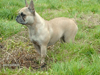 Arletti du Vallon de Beaumont