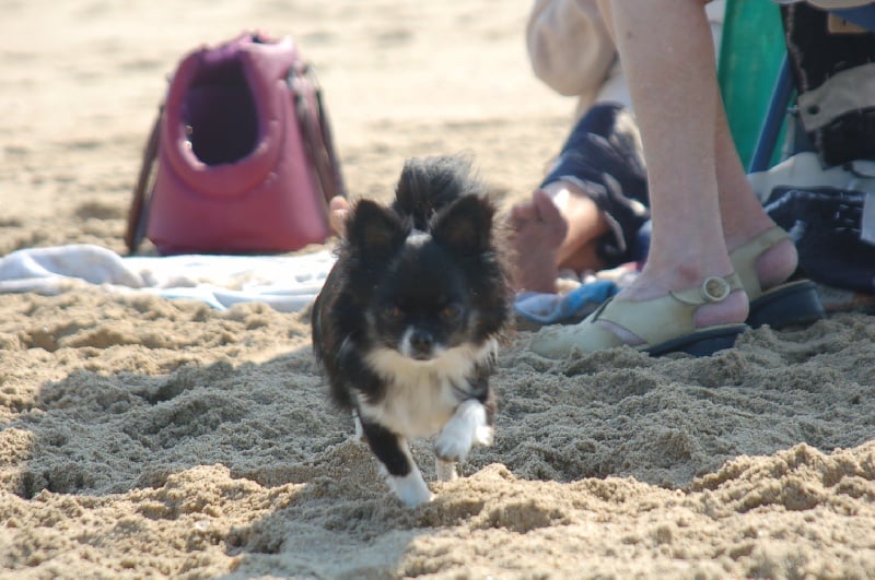 Canelle des minis halidays