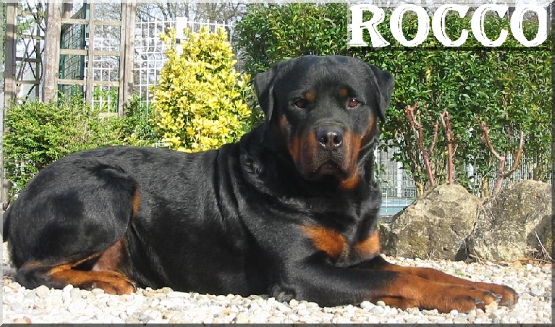 Rocco des Rotts de la Baronnie