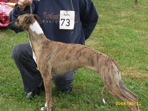 Chouette un whippet de la Vallée des Baronnies