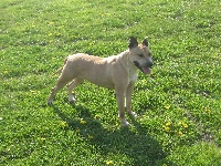 Étalon American Staffordshire Terrier - Betsy (Sans Affixe)