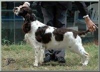 Étalon English Springer Spaniel - high score Querida for secorcan