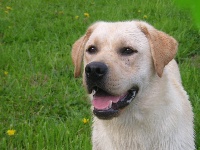 Étalon Labrador Retriever - Usébi de la plaine de Lavau