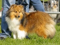 Étalon Shetland Sheepdog - Comète-d'or du Cèdre Enchanté