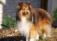 Étalon Shetland Sheepdog - Viking des Bordes Rouges