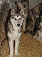 Étalon Siberian Husky - Chiwak Des Loups De L'Etoile Polaire
