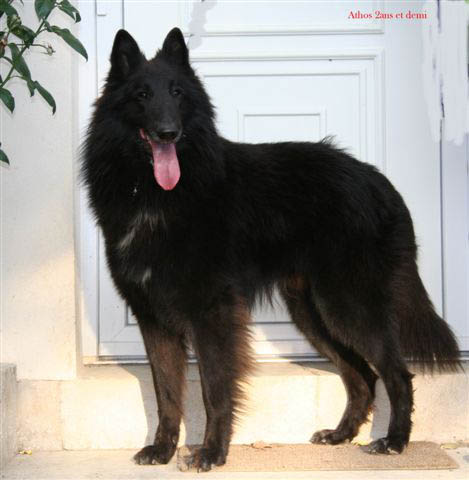 Athos du clos des agaporni des loups du domaine de Clovis