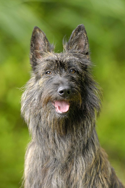 Publication : de l'Escadron Bleu 