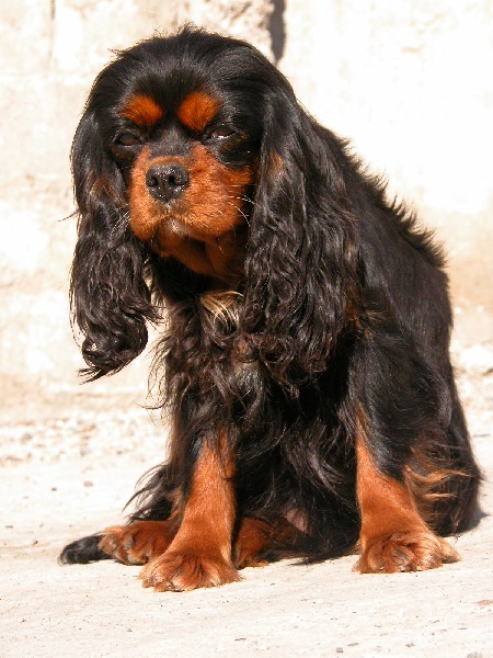 Publication : de Buck et de Flece