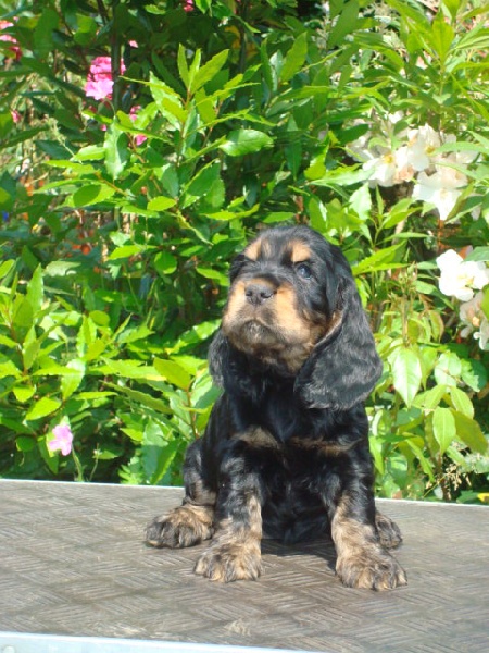 Publication : des terres de Sax 