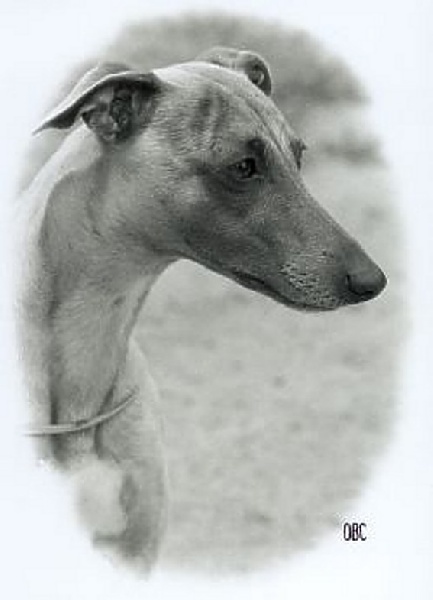 CH. flic flac Flying flame