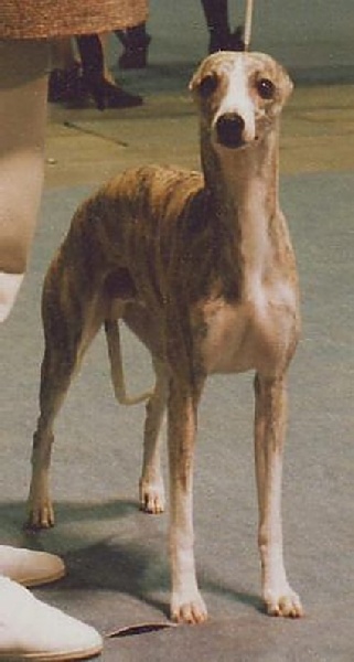 CH. Hillsdown Houdini