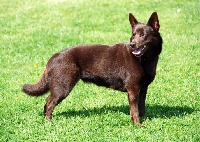 Étalon Australian Kelpie - CH. kla Simply xtra special