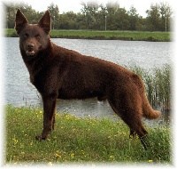 Étalon Australian Kelpie - CH. Dutch Dynamite Datildoo darwin