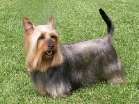 Étalon Australian Silky Terrier - CH. Alicia of Silky's Paradise