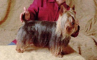 Étalon Australian Silky Terrier - CH. Pepper gold des Fleurons D'Or