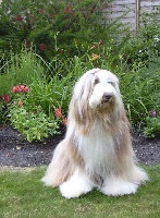 Étalon Bearded Collie - elvin's cottage Together