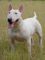 Étalon Bull Terrier - Twinny dit tolite (Sans Affixe)