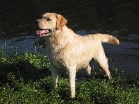 Étalon Labrador Retriever - Sea shell of Tintagel Winds