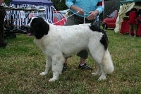 Étalon Landseer type continental europeen - Belle isle de l'Odyssée des Anges