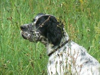 Étalon Setter Anglais - TR. Bugley du Mas d'Eyraud