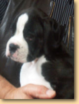 Publication : du clos de Pietremau Auteur : Mme Wegener