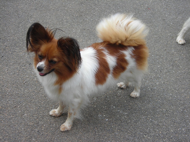 Vorene De stang veil