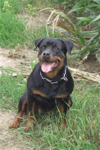 Publication : des terres de la licorne Auteur : Marjorie AMADOUCHE