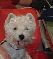 Étalon West Highland White Terrier - Ashgate Achness