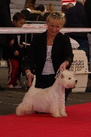 Étalon West Highland White Terrier - Billie jean de Willycott