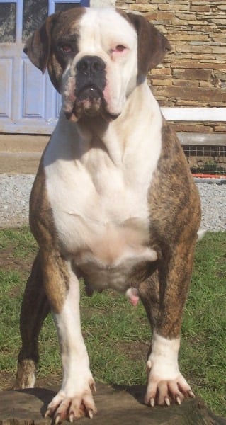 Publication : Britishbulls 