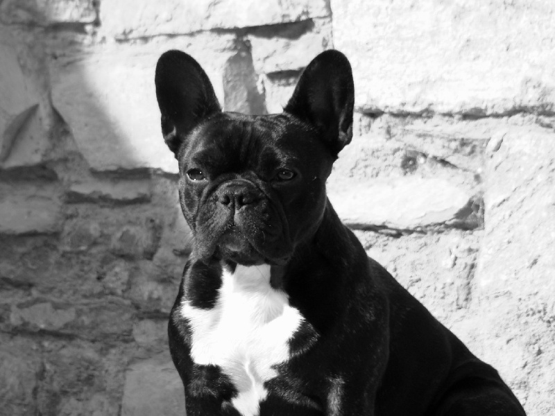 Abigaelle de la font de Nimes