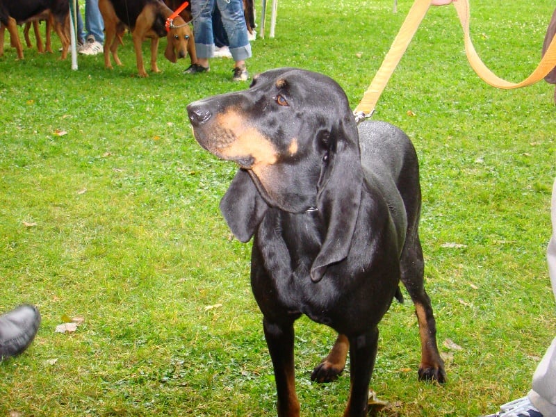 Taquine du bois de chabanne