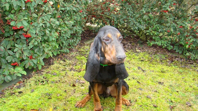 Aldo ii des vignobles charentais