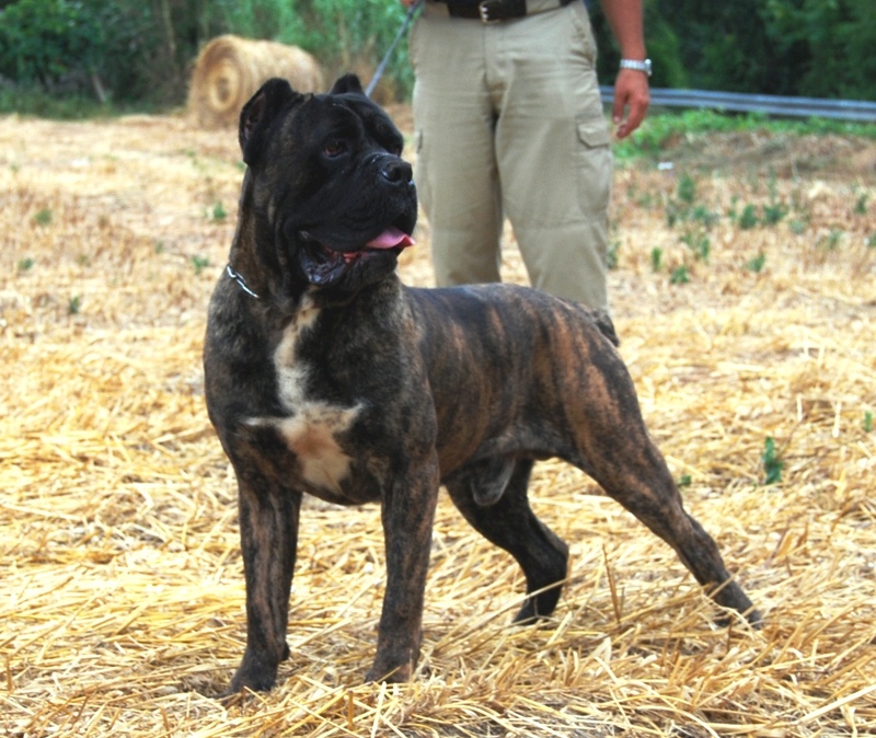 Urakgrey (Sans Affixe)