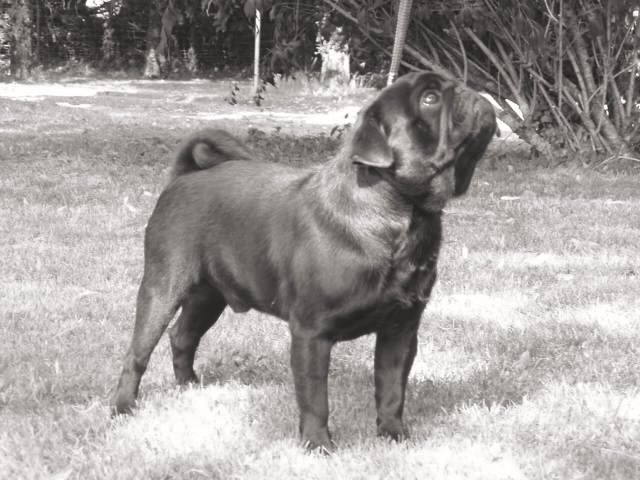 jrmile Las-végas blues fantasy