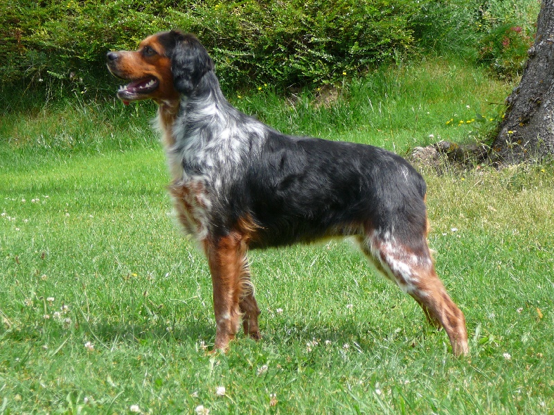 Publication : des Hautes Clauzes Auteur : Guy RAFFIER