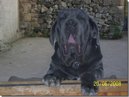 Publication : des Colosses du Vivarais Auteur : Elevage Des colosses du Vivarais