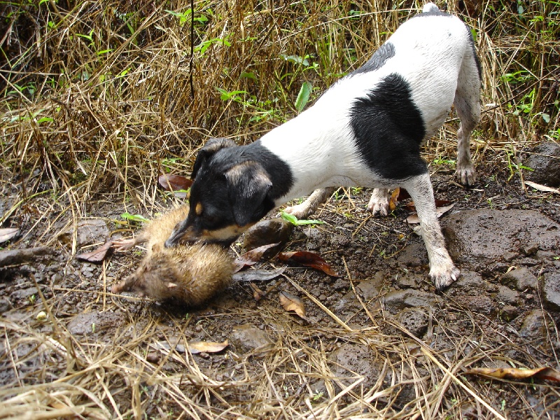 Voloom du mau metz des grands rietz