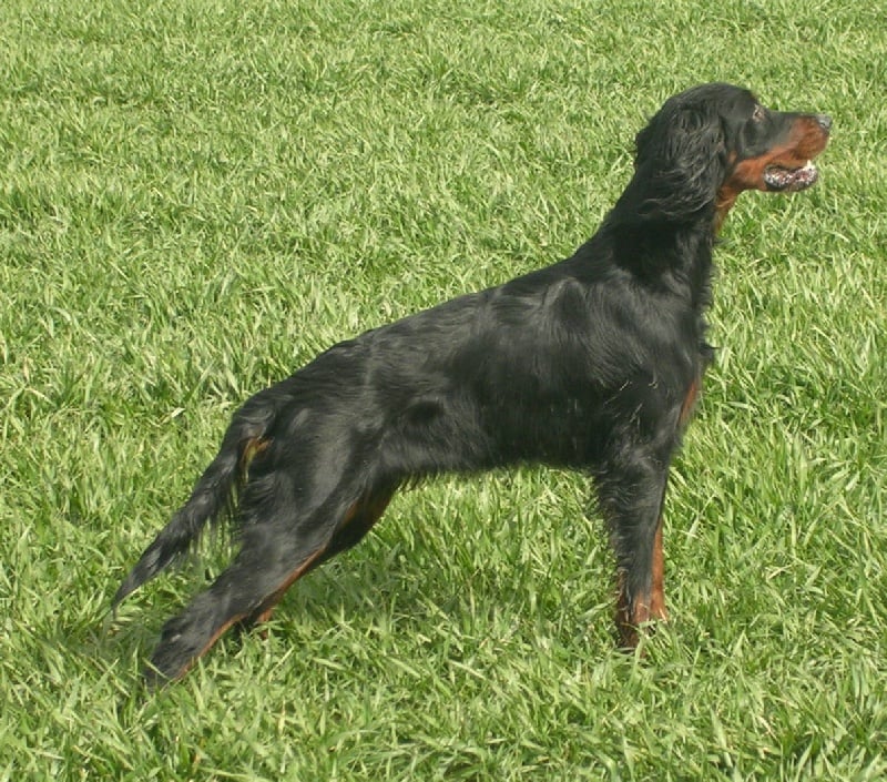 Publication : des cervelines de Bréviande 